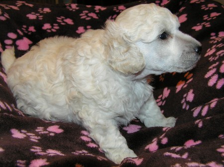 28. den: Mám 4 týdny, ostříhaný čumáček a vážím 1078 g.